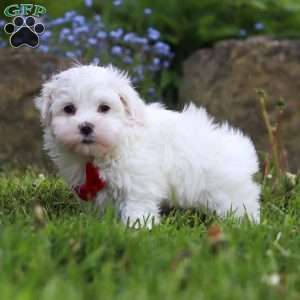 Cade, Maltese Puppy